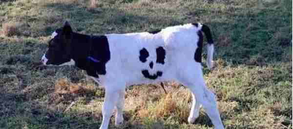 澳媒：受关注太多，澳大利亚笑脸奶牛被以1万澳元价格出售