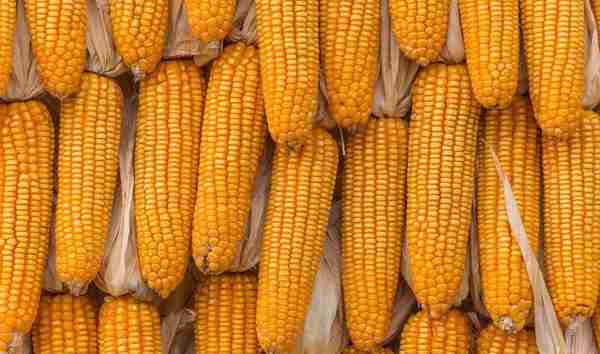 玉米价格“涨不停”，还能涨多久？年前要看农民，年后要看需求