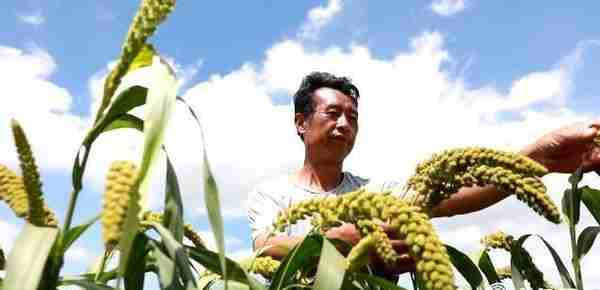 潍坊昌乐：发挥火山农业优势资源 以产业发展带动乡村振兴