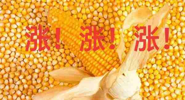 国际市场上，玉米期货合约有哪些发展潜力？
