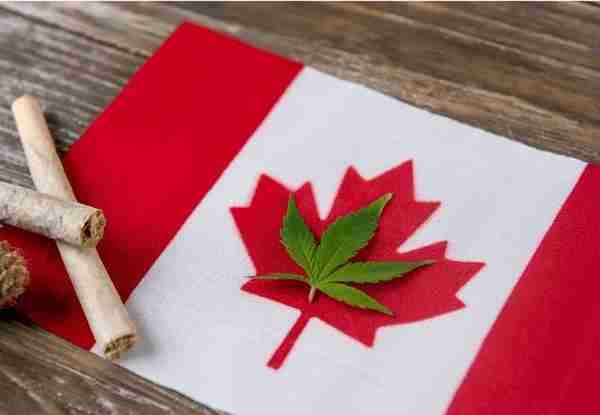加拿大变“加麻大”，遭人唾弃的毒品，却在这里合法化