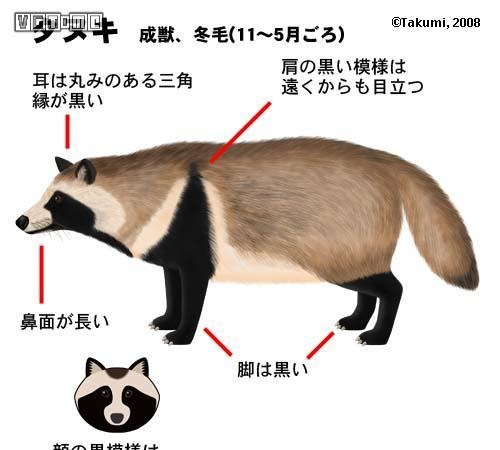 为什么《集合啦！动物森友会》里的放贷人是一只狸猫？——浅谈日本狸猫文化