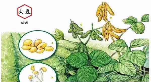 大豆的种植史及其历史影响力