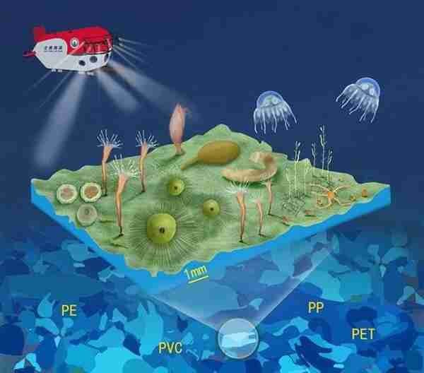 天堂还是陷阱？深海海底发现塑料“绿洲”