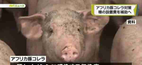 猪瘟疫情蔓延之际 日本继续出口猪肉至港澳地区