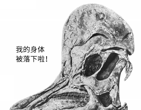 身首异处近一个世纪，这只恐龙的头骨终于找到了躯体