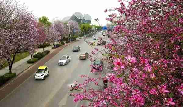 好嗨哦！柳州的紫荆花开啦，听讲有一群靓拐约你周末赏花啵