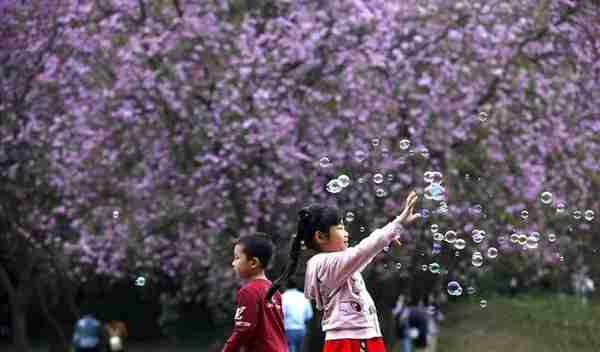 好嗨哦！柳州的紫荆花开啦，听讲有一群靓拐约你周末赏花啵