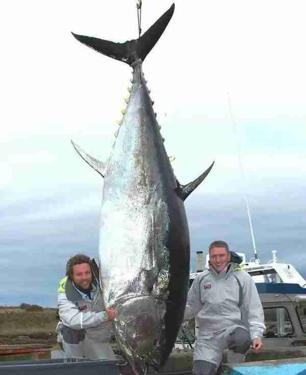 广东惠东，渔民意外捕获一条重680斤的大鱼，去日本拍卖可值千万