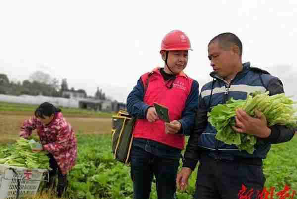 国网长沙县供电公司：为一颗蔬菜的安全之旅护航