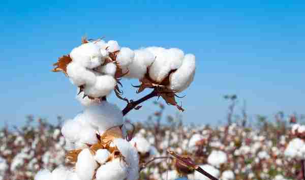 棉花期货“过山车”棉企、棉农已锁定收益 较去年上涨6%