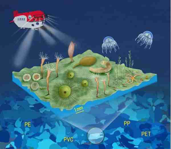 天堂还是陷阱？深海海底发现塑料“绿洲”