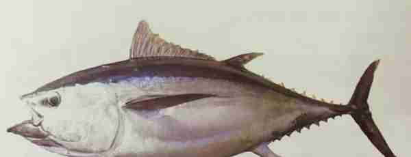 广东惠东，渔民意外捕获一条重680斤的大鱼，去日本拍卖可值千万