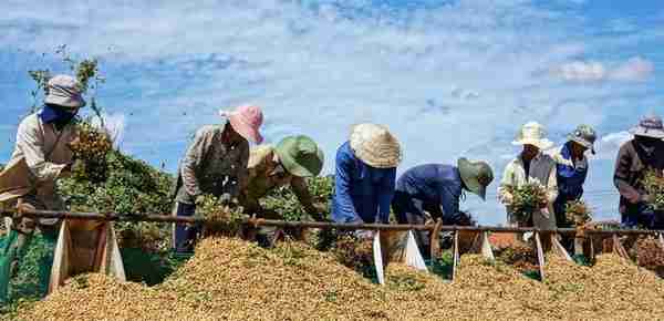 全国花生种植大县--正阳，各地花生价格汇总，统米收4.65-4.8左右