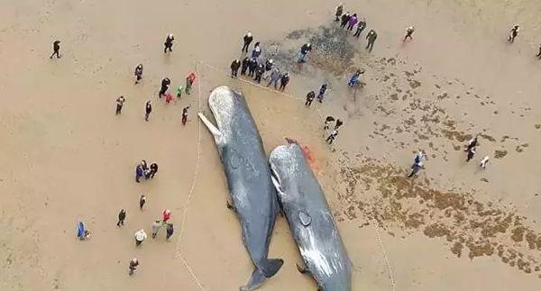 为什么鲸鱼总搁浅？人类能为它们做些什么……