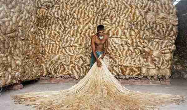在中国的没人要的杂草，却是印度的软黄金，每年为国家创收几十亿
