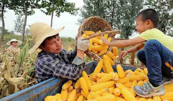 杰哥观市：玉米期货横盘整理 现货价格略跌
