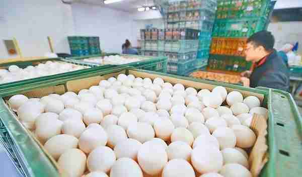台湾民众购买24个鸡蛋要花近百元，称过得连难民都不如