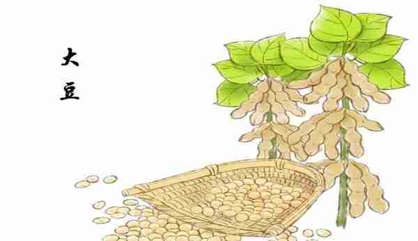 大豆的种植史及其历史影响力