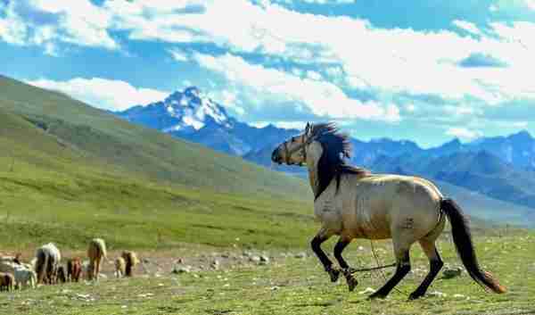 蒙古国冷知识，带你看看真实的蒙古
