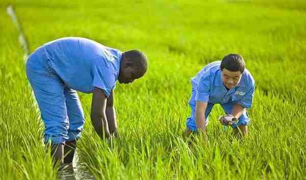 中国人在非洲种地致富杂交水稻为何印在了别国最大面额的纸币上？