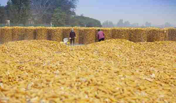 深度行情分析：从小麦前生看玉米的新生，玉米涨，还是跌？