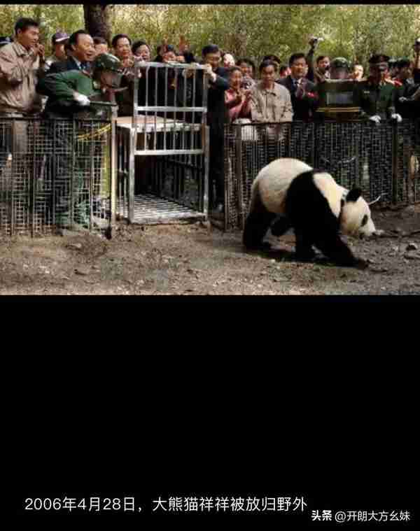 每天认识一只大熊猫—祥祥