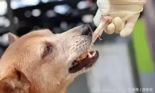 狗狗偷吃蛋糕后死亡，兽医：死因不是巧克力，而是木糖醇！