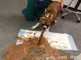 狗狗偷吃蛋糕后死亡，兽医：死因不是巧克力，而是木糖醇！