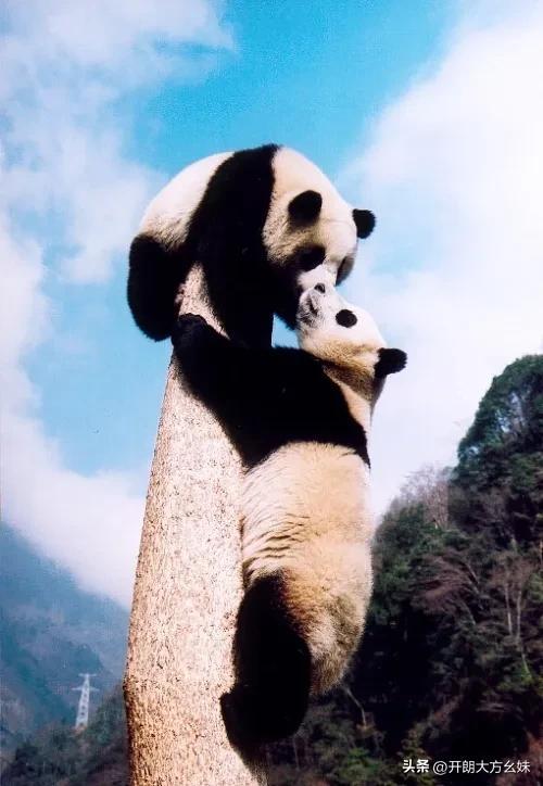 每天认识一只大熊猫—祥祥