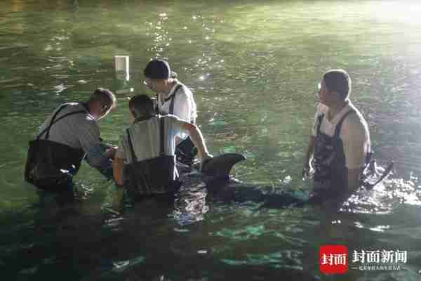 浙江台州12头搁浅瓜头鲸的生死救援：6头成功放生，1头状况不容乐观