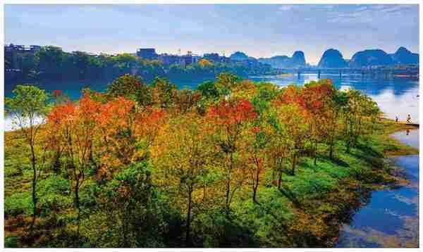 桂林乌桕红似火 能再造一幅城市盛景吗？