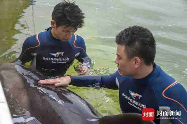 浙江台州12头搁浅瓜头鲸的生死救援：6头成功放生，1头状况不容乐观